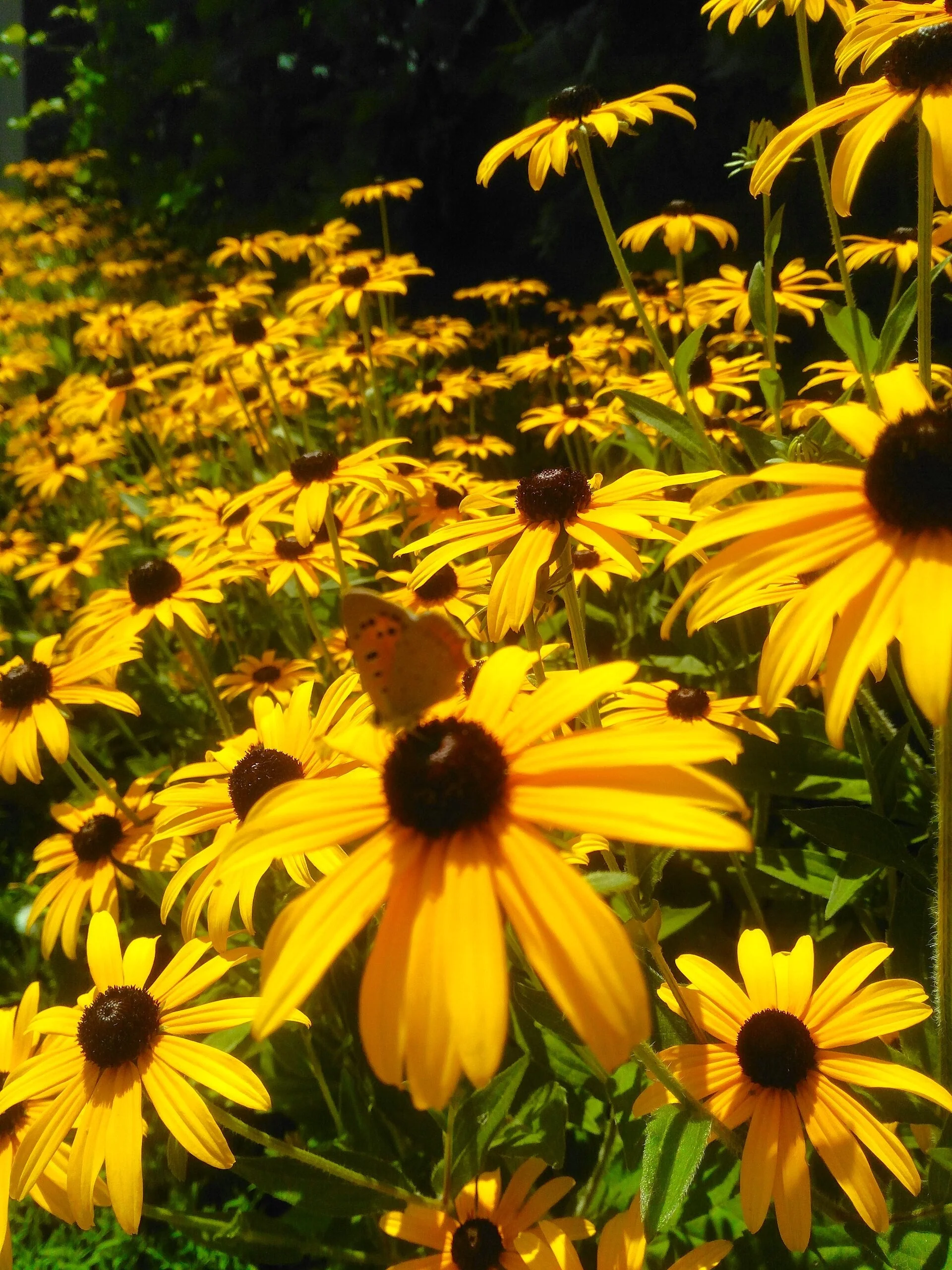 Black-Eyed Susan - Image 5