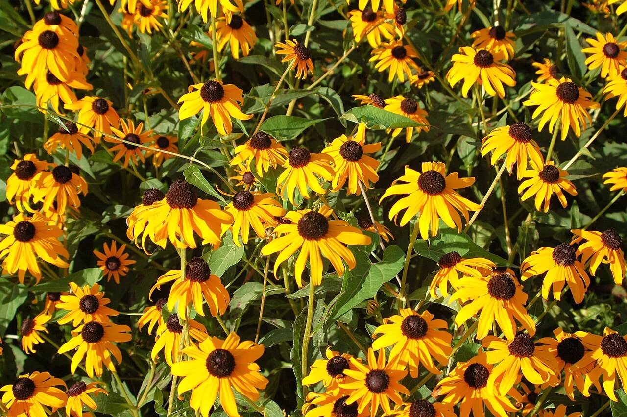Black-Eyed Susan - Image 6