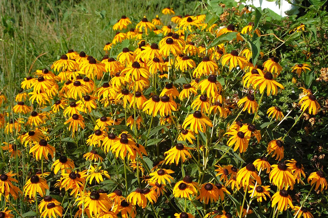 Black-Eyed Susan - Image 7