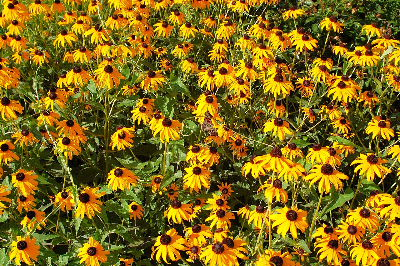 Black-Eyed Susan - Image 8