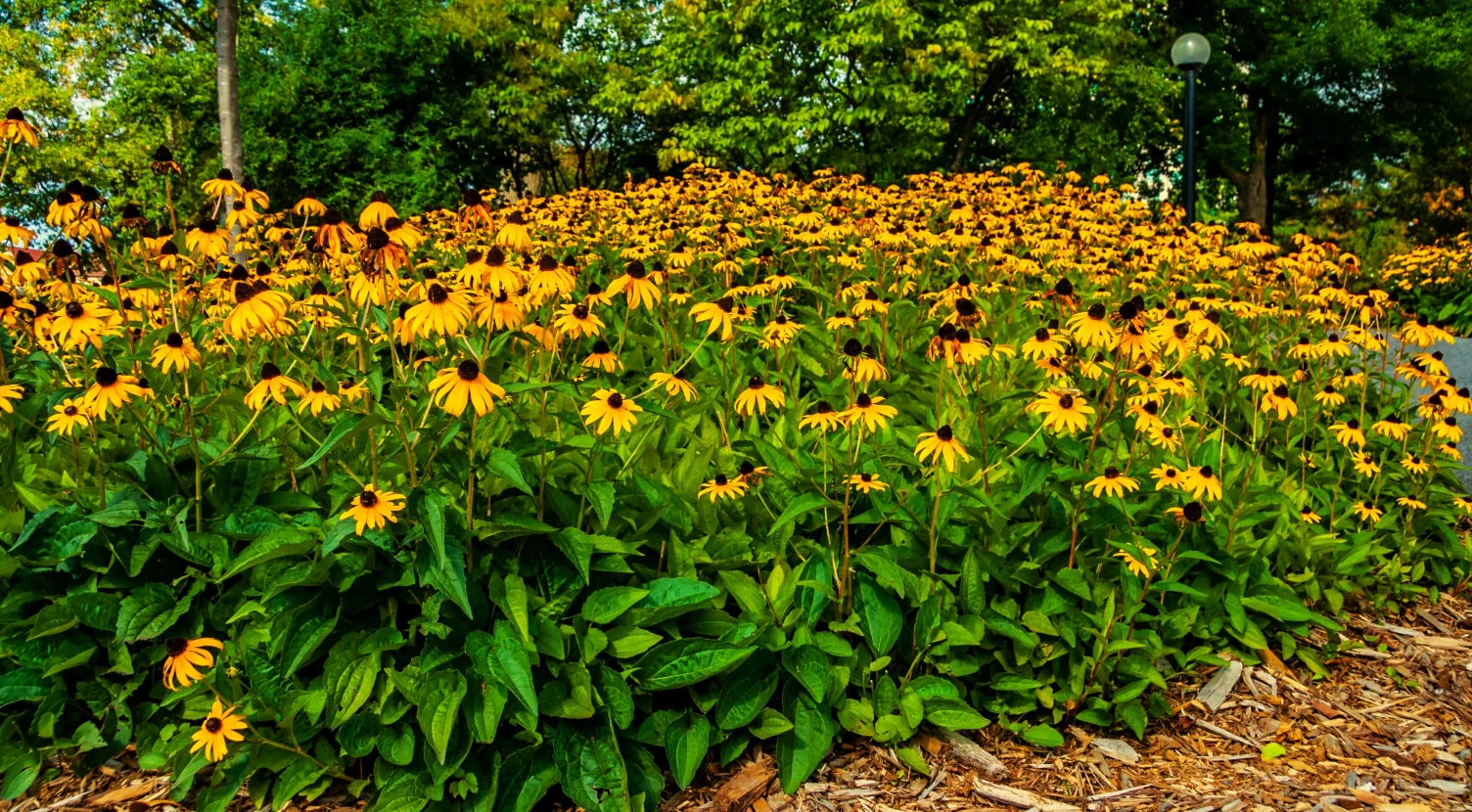 Black-Eyed Susan - Image 9