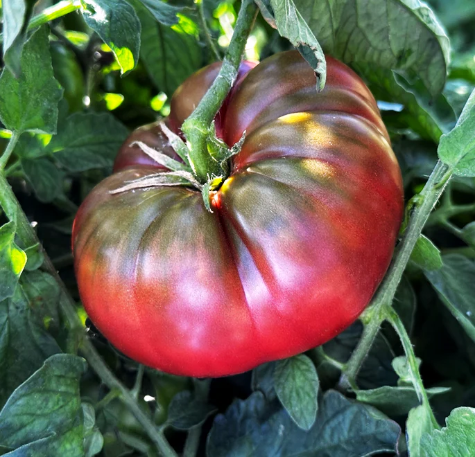 Black Krim Tomato - Image 2
