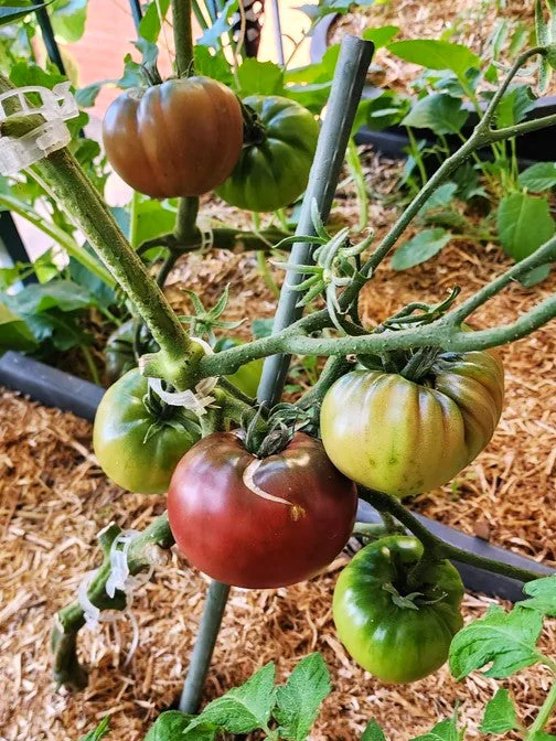 Black Krim Tomato - Image 3