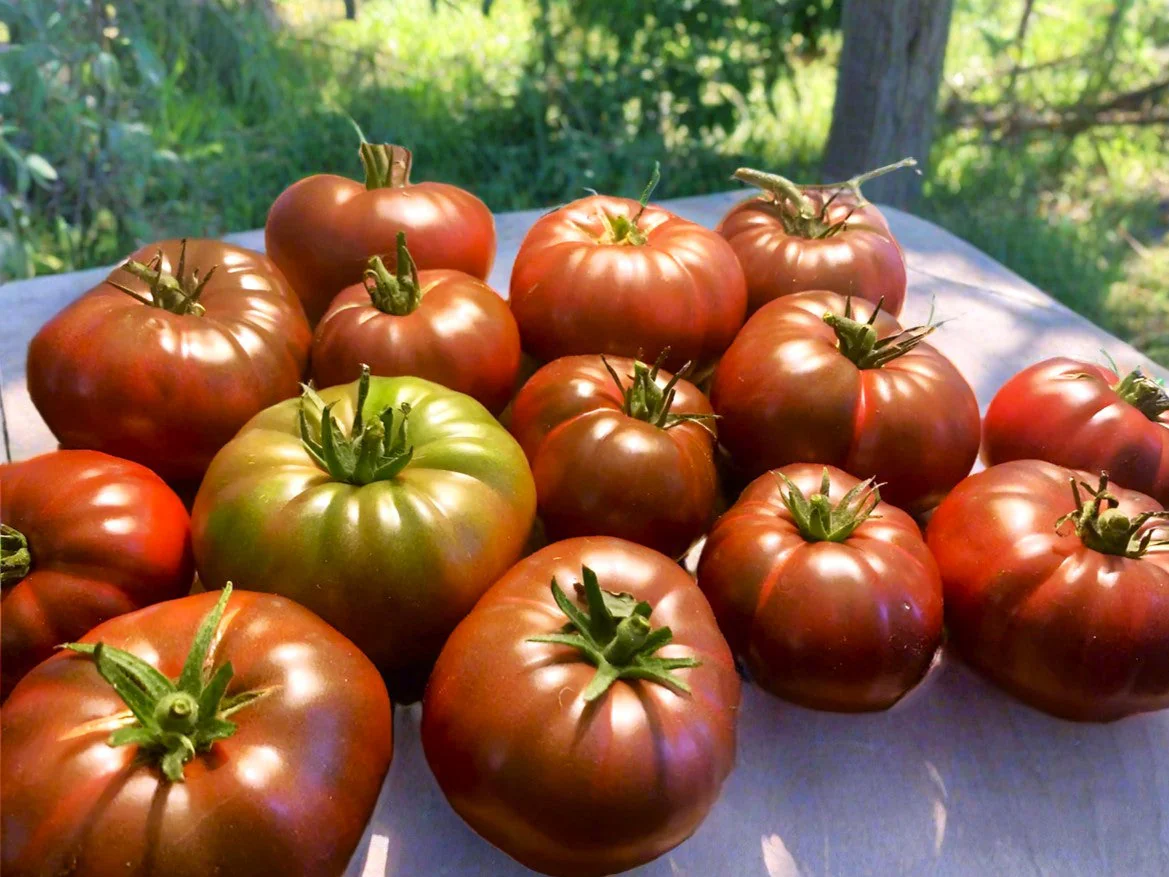 Black Krim Tomato - Image 4