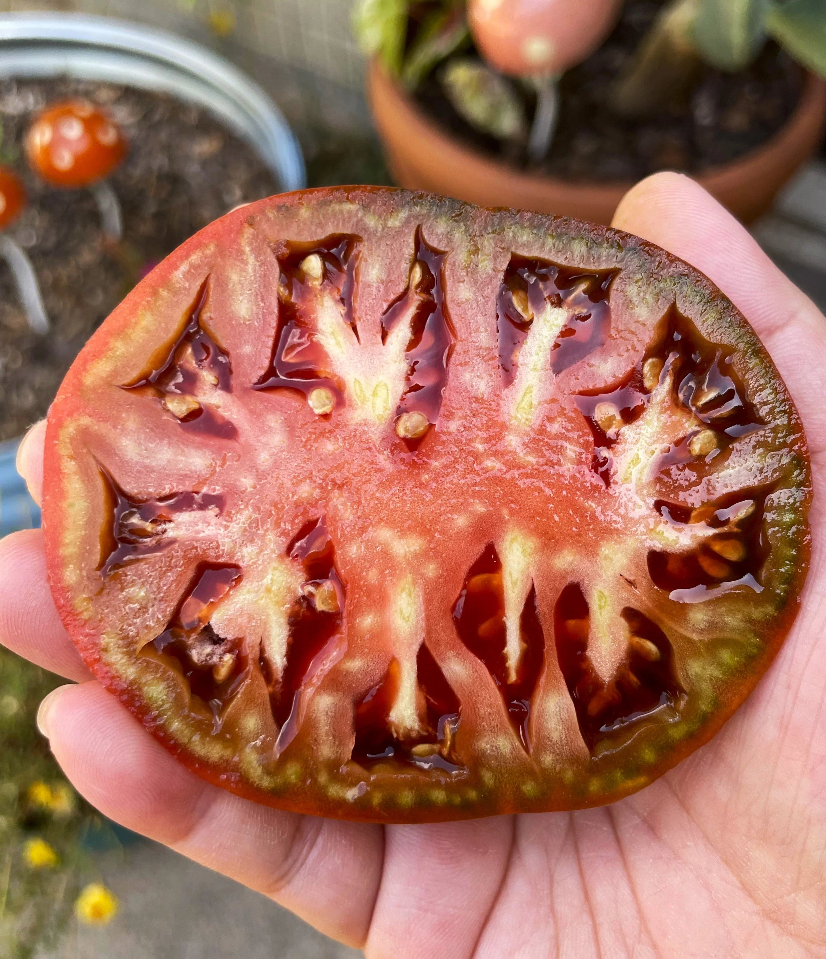 Black Krim Tomato - Image 9