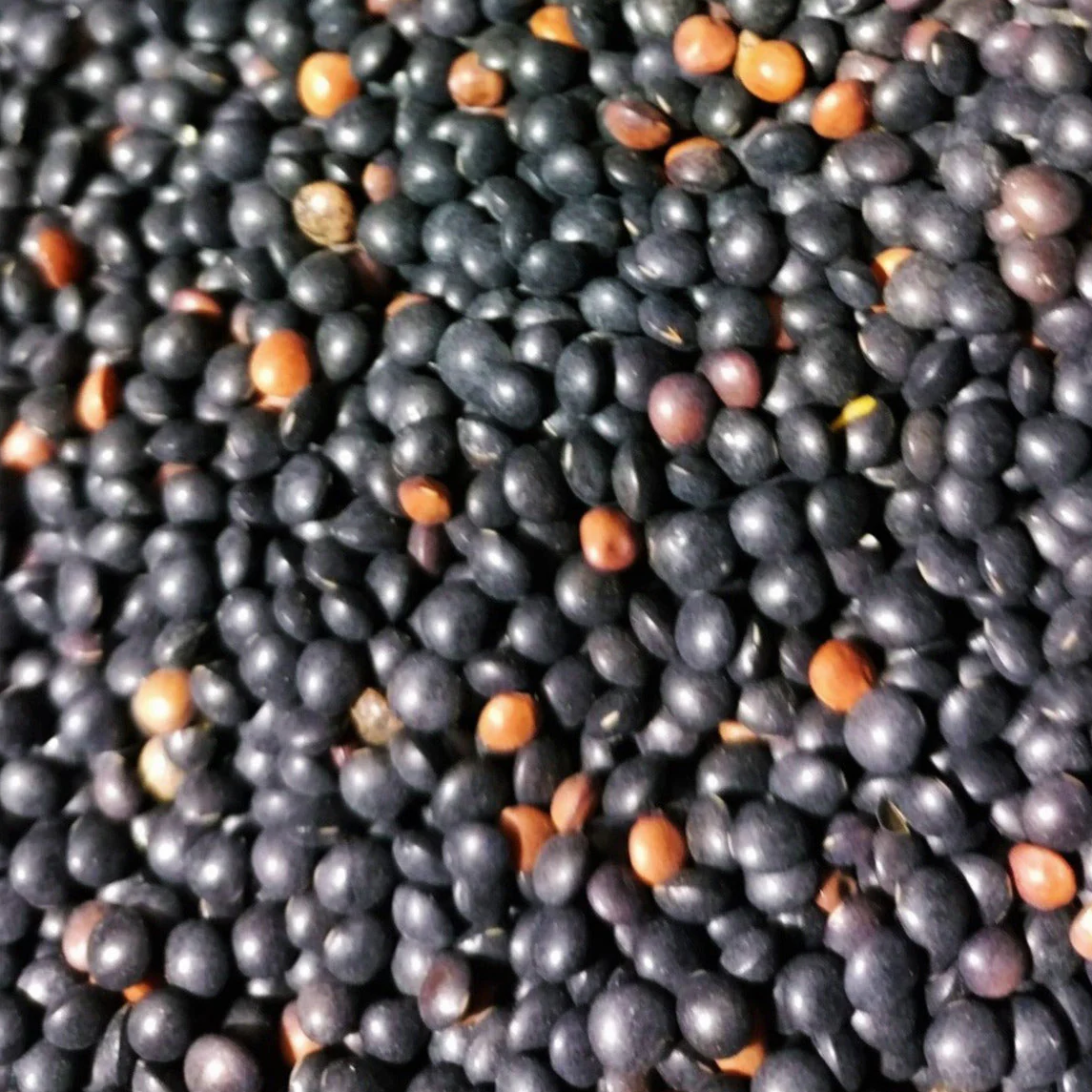Black Lentil