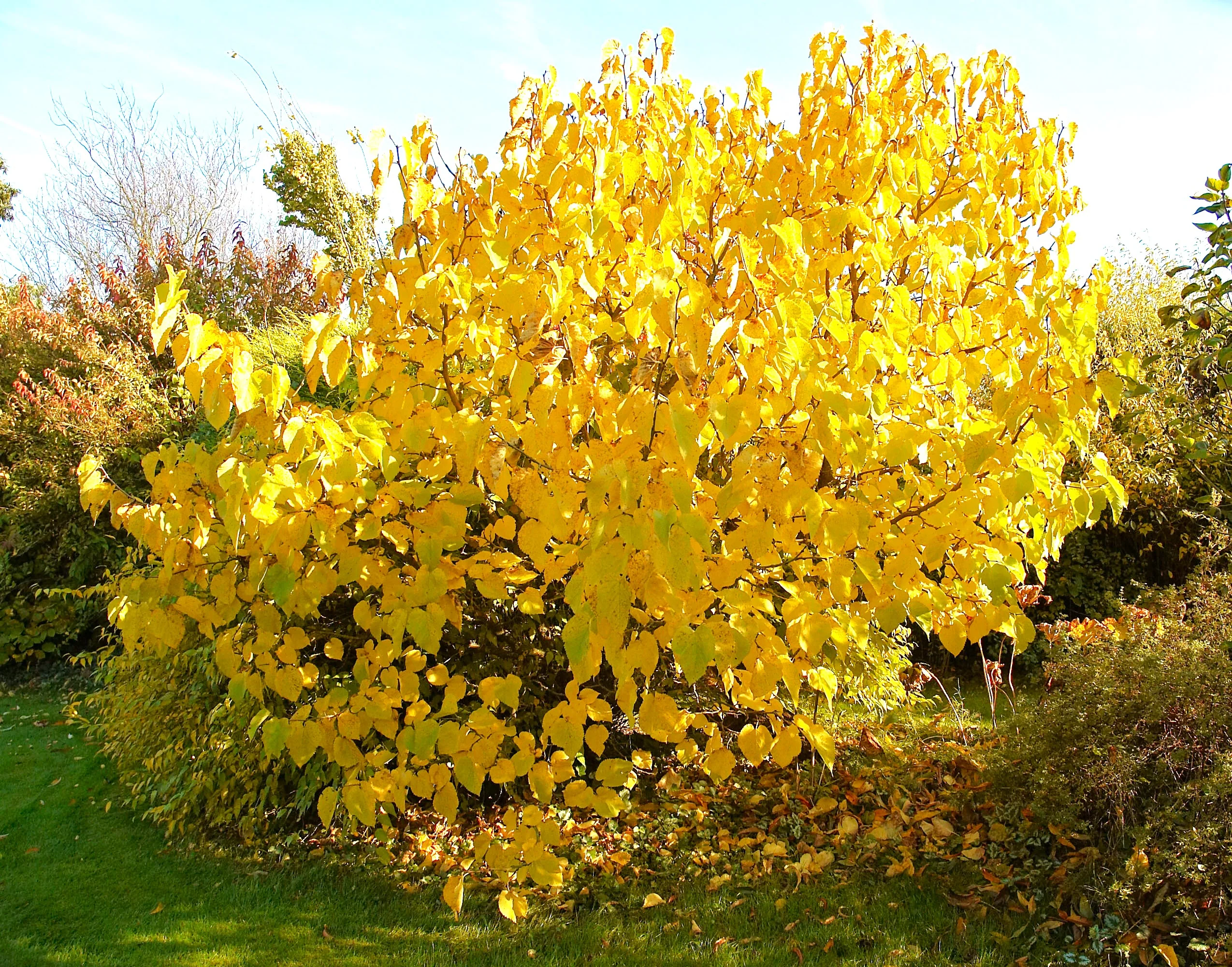 Black Mulberry Tree - Image 10