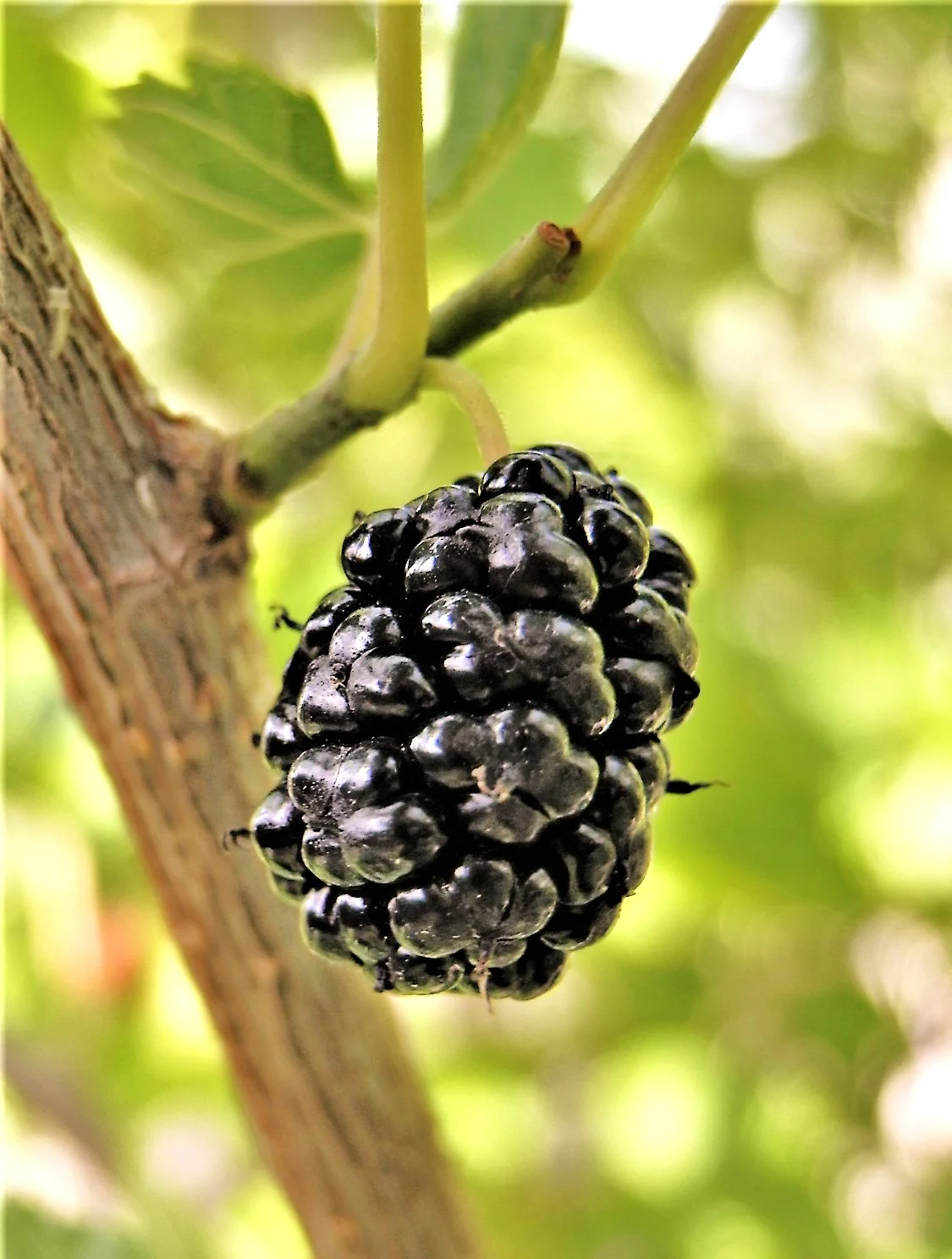 Black Mulberry Tree - Image 2