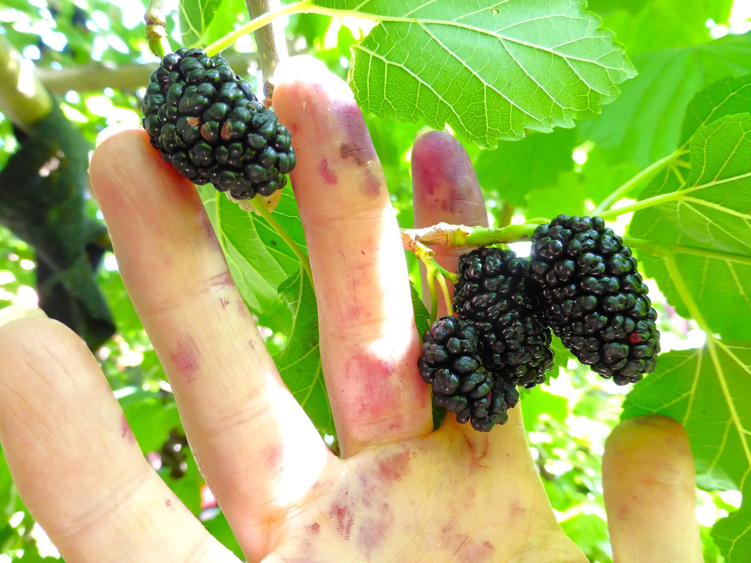 Black Mulberry Tree - Image 4