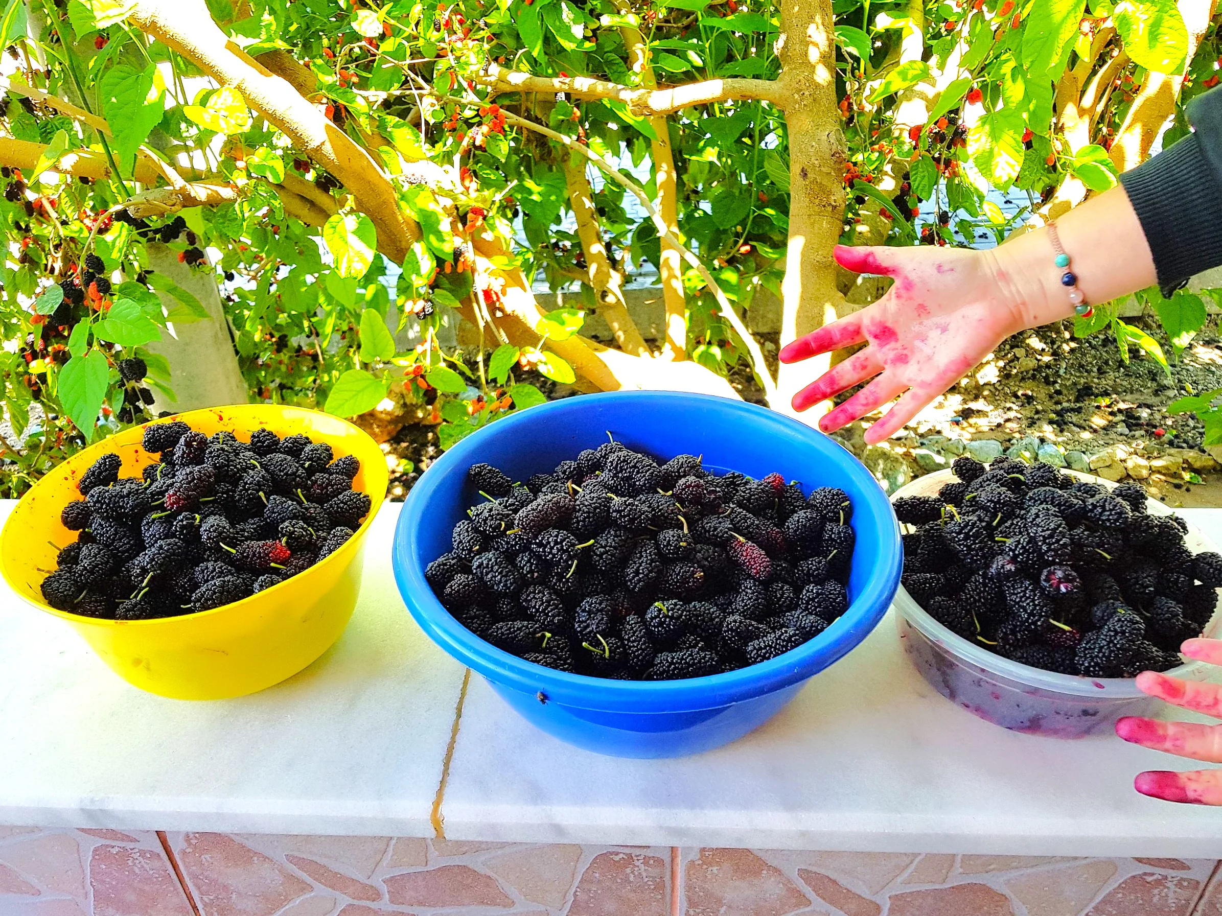 Black Mulberry Tree - Image 5