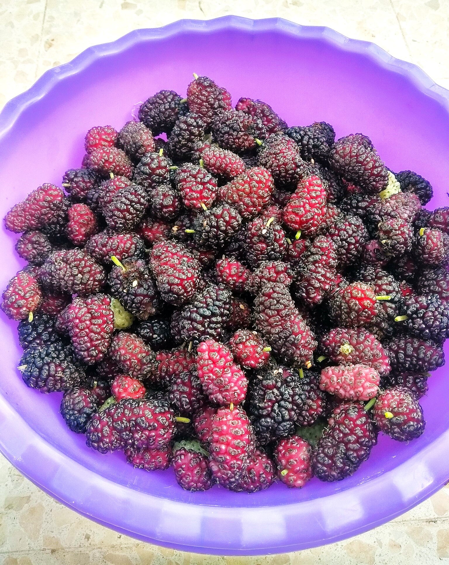 Black Mulberry Tree - Image 6