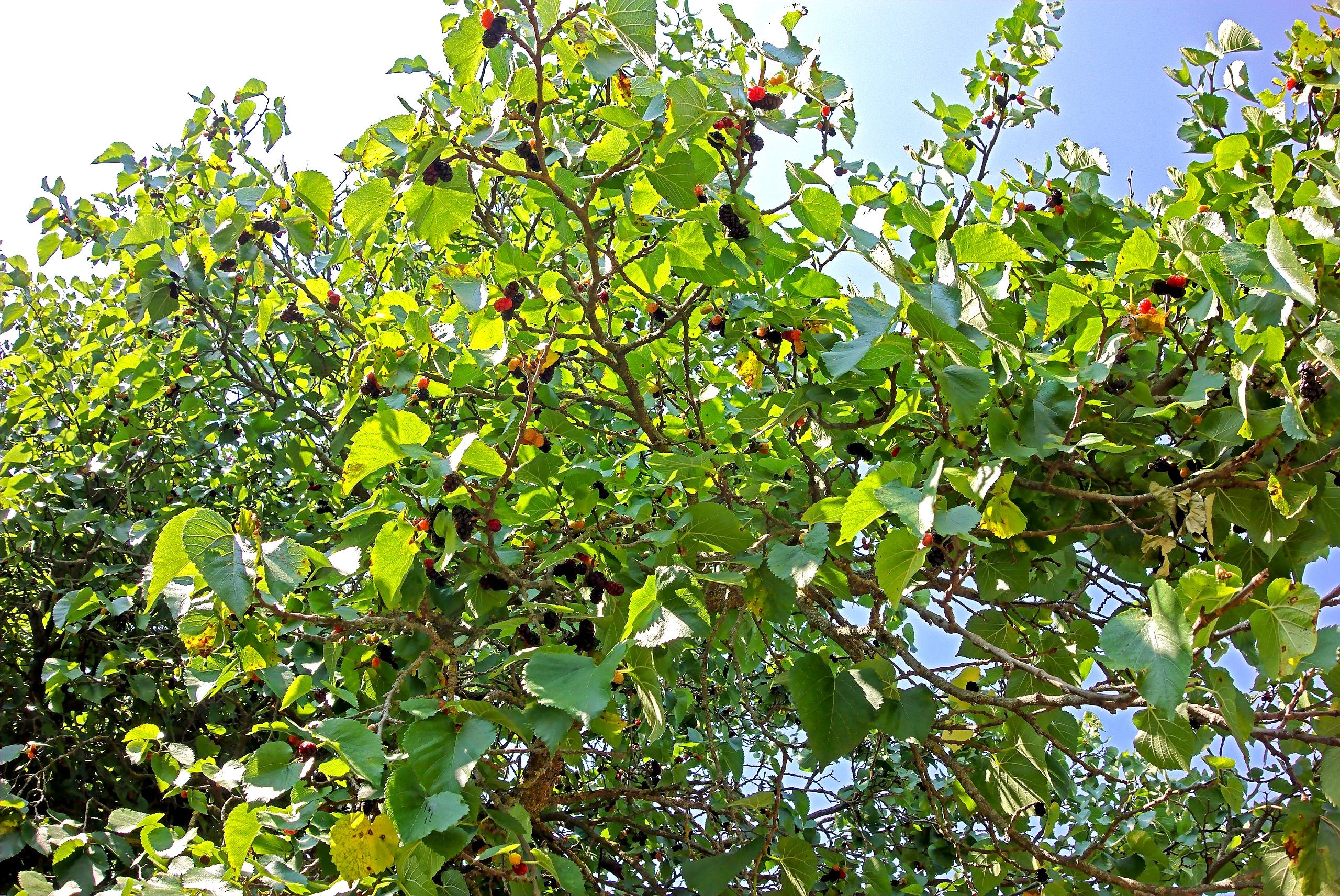 Black Mulberry Tree - Image 7