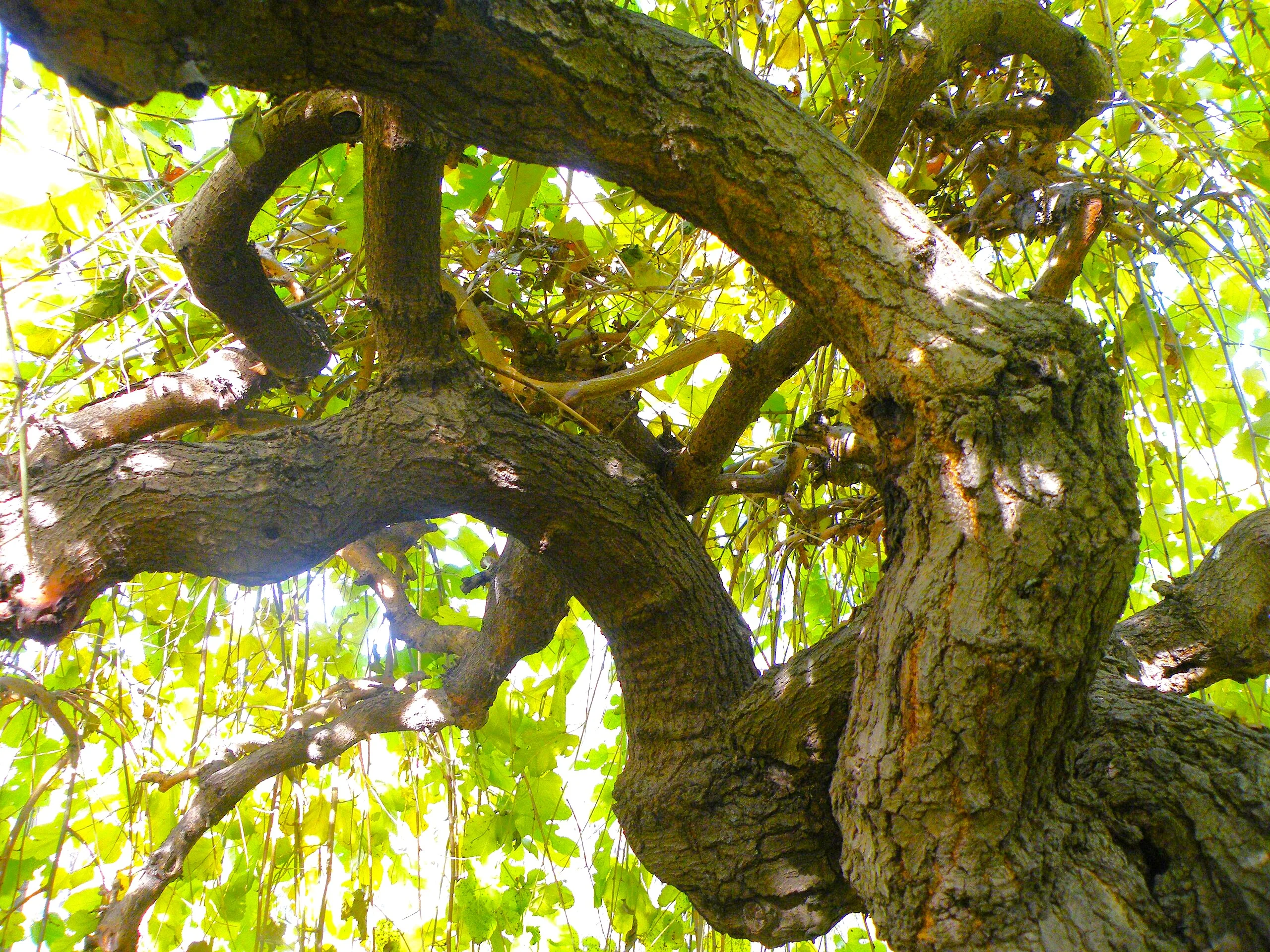 Black Mulberry Tree - Image 8