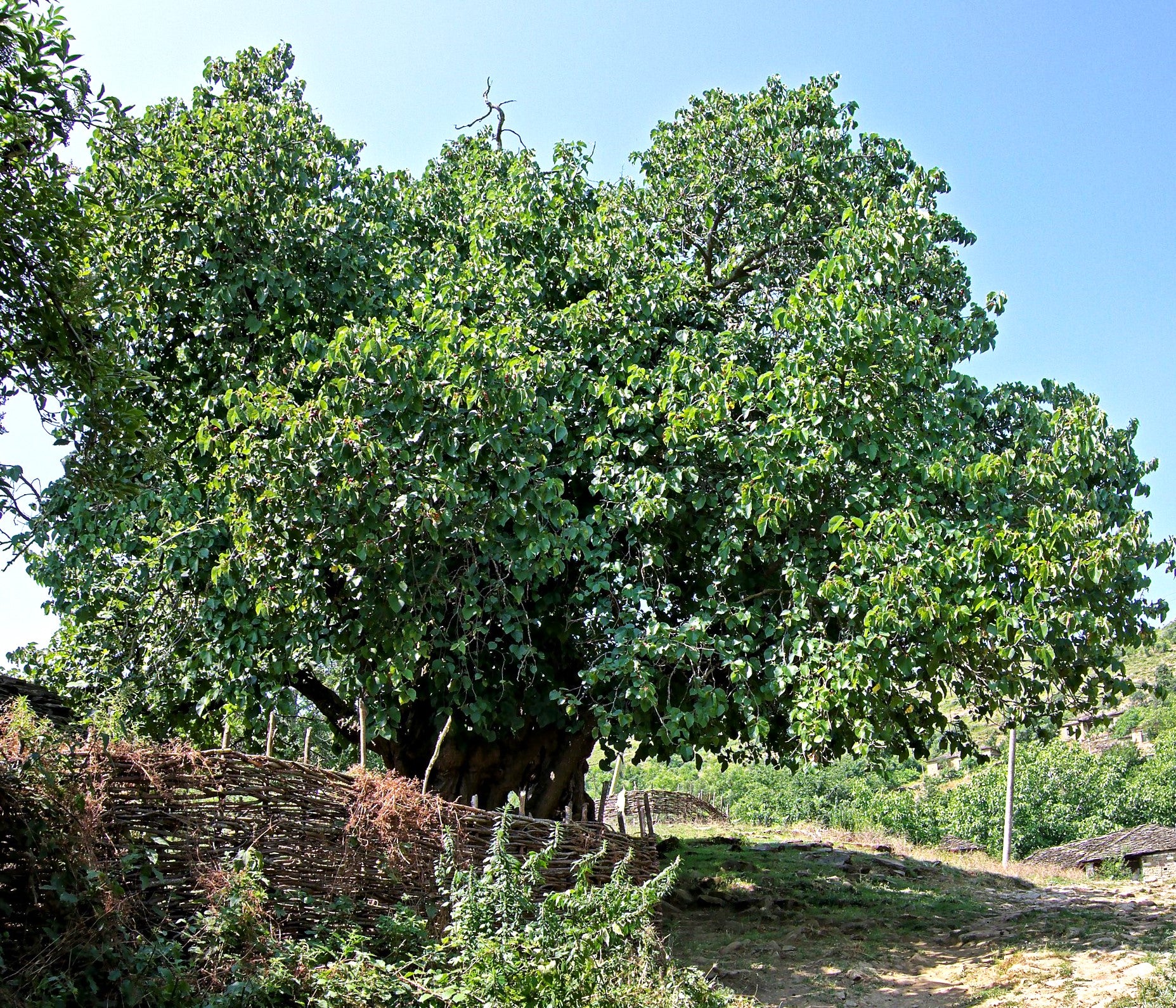 Black Mulberry Tree - Image 9