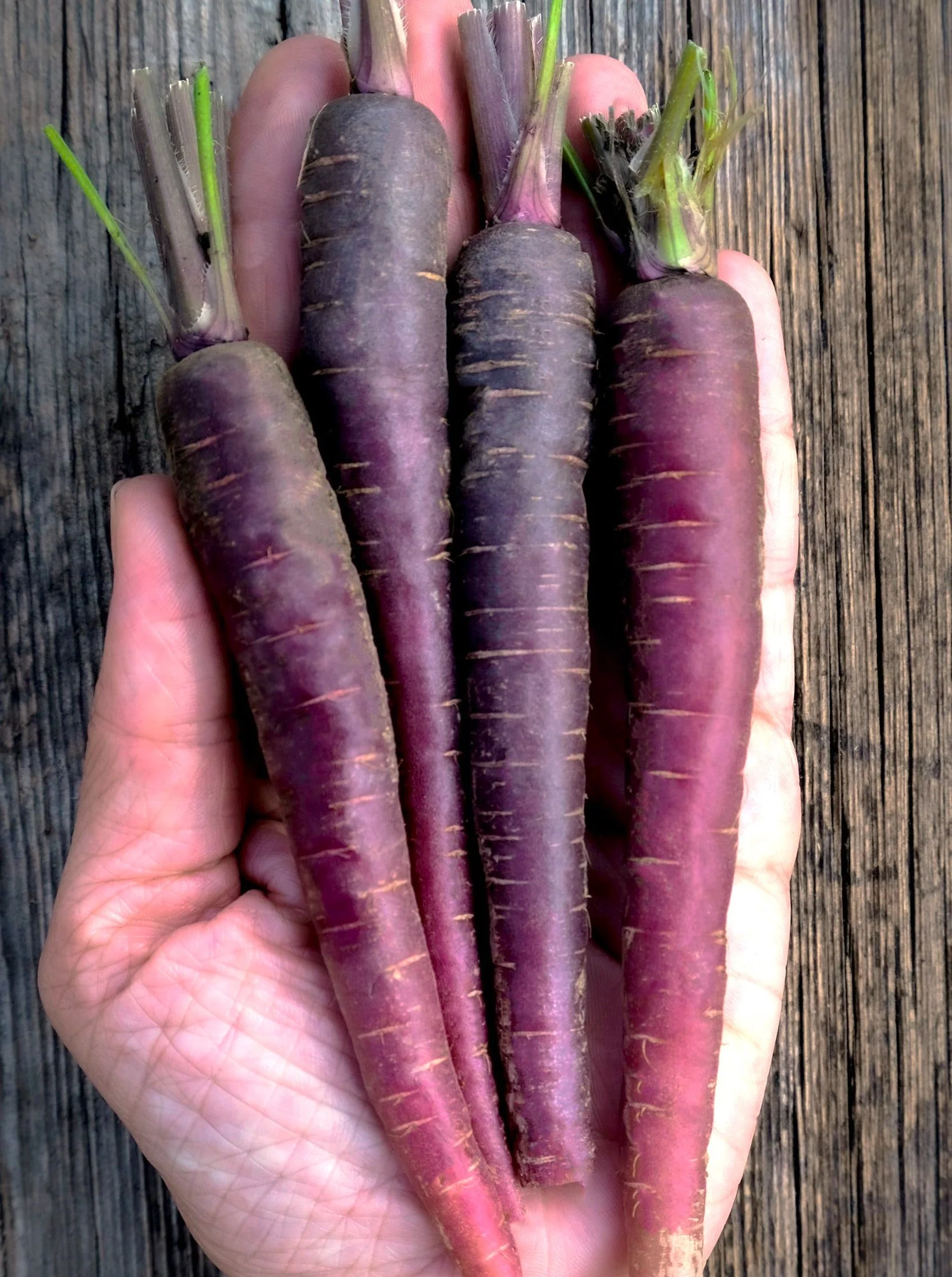 Black Nebula Carrot - Image 5