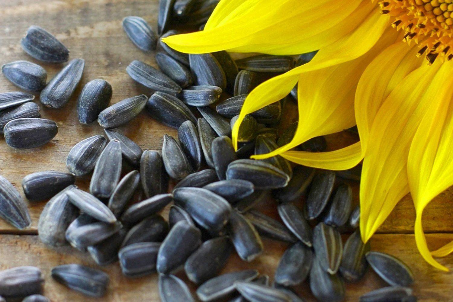 Peredovik Sunflower - Image 3