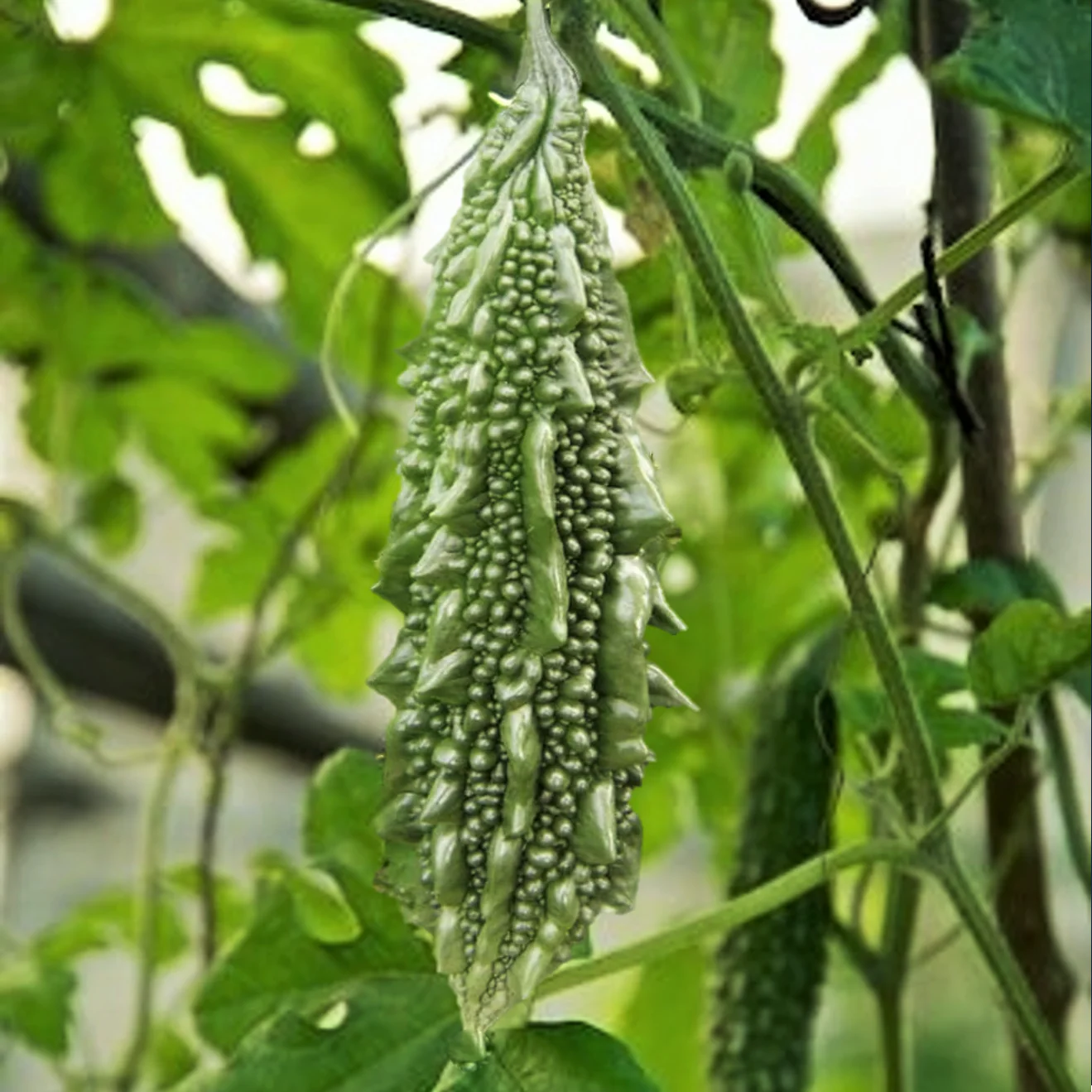 Black Pearl Bitter Melon