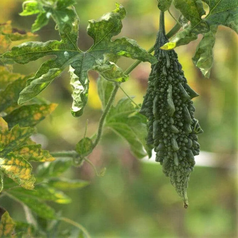 Black Pearl Bitter Melon - Image 2