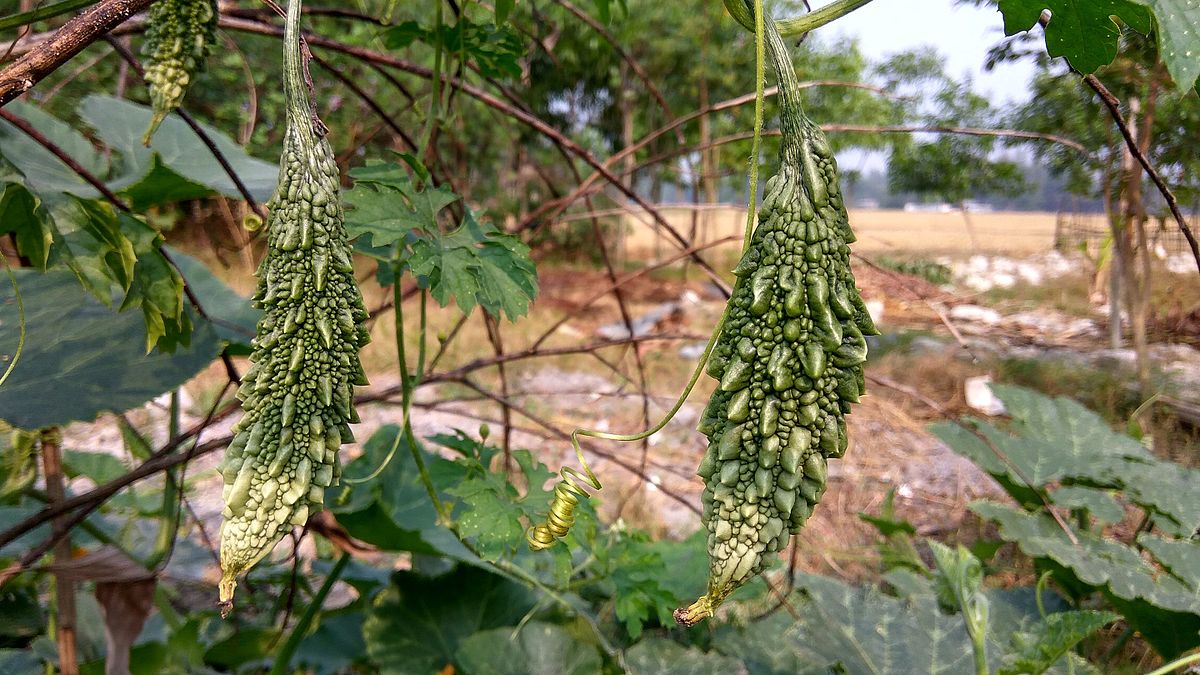 Black Pearl Bitter Melon - Image 3