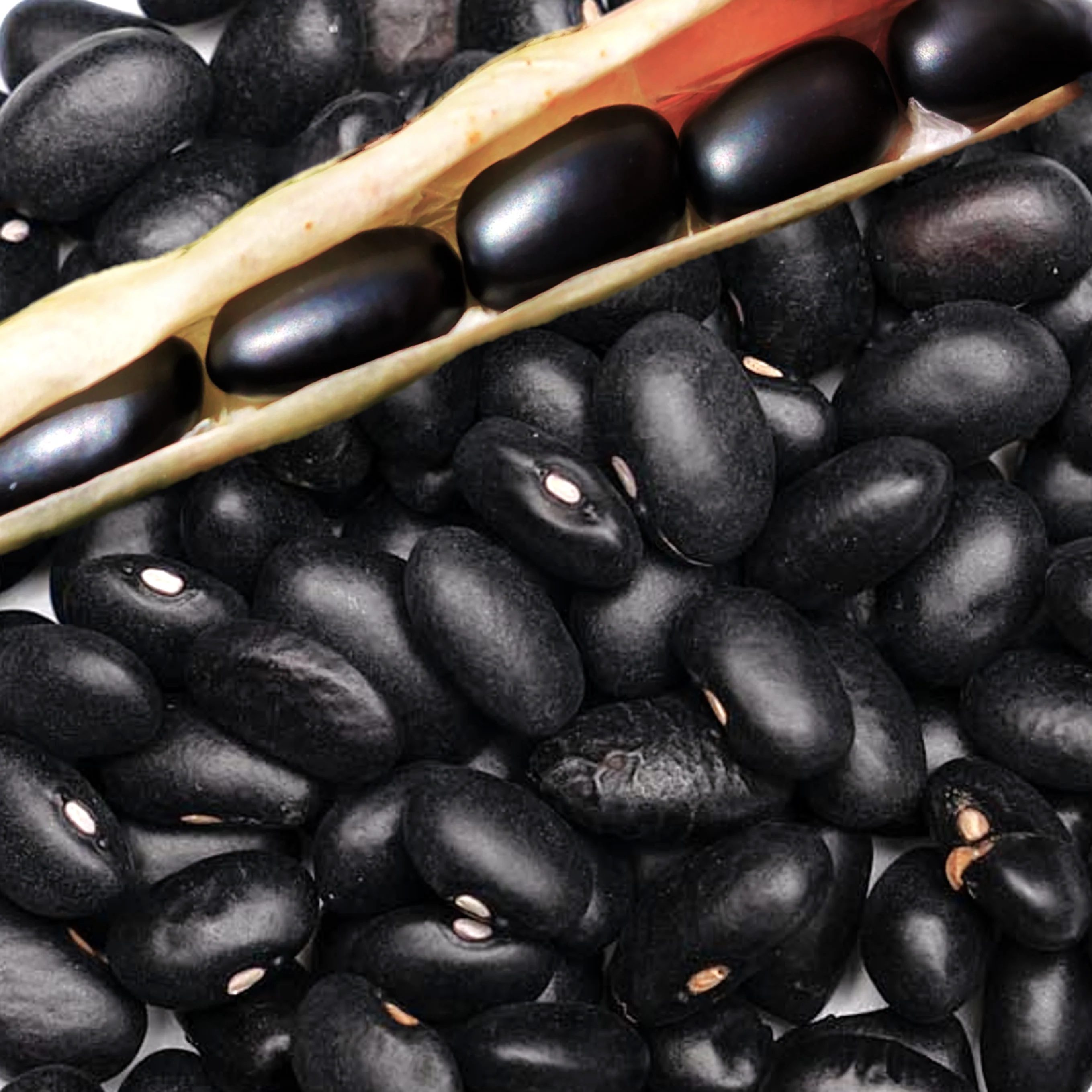 Black Turtle Bean (Black Bean)