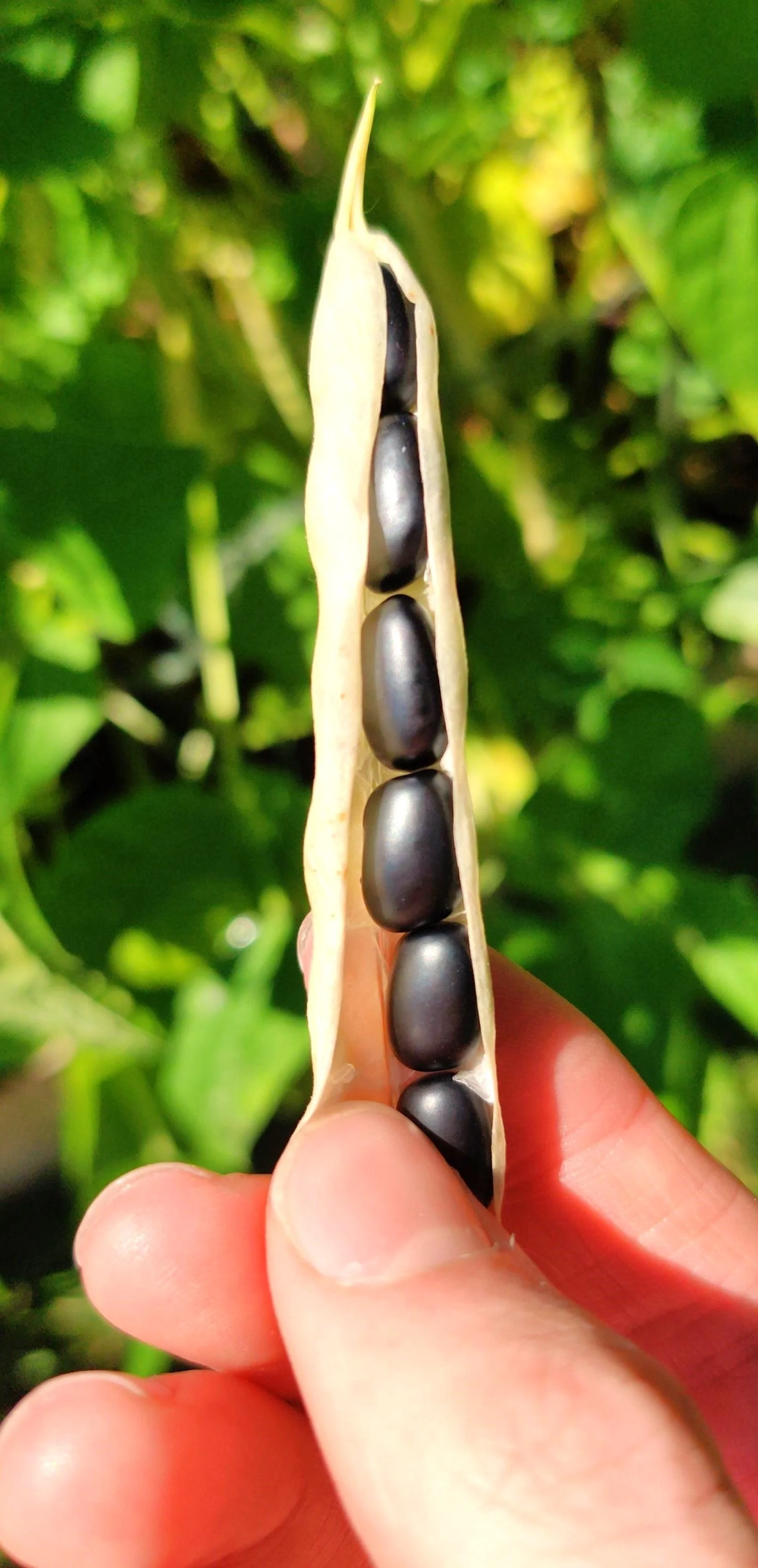 Black Turtle Bean (Black Bean) - Image 4
