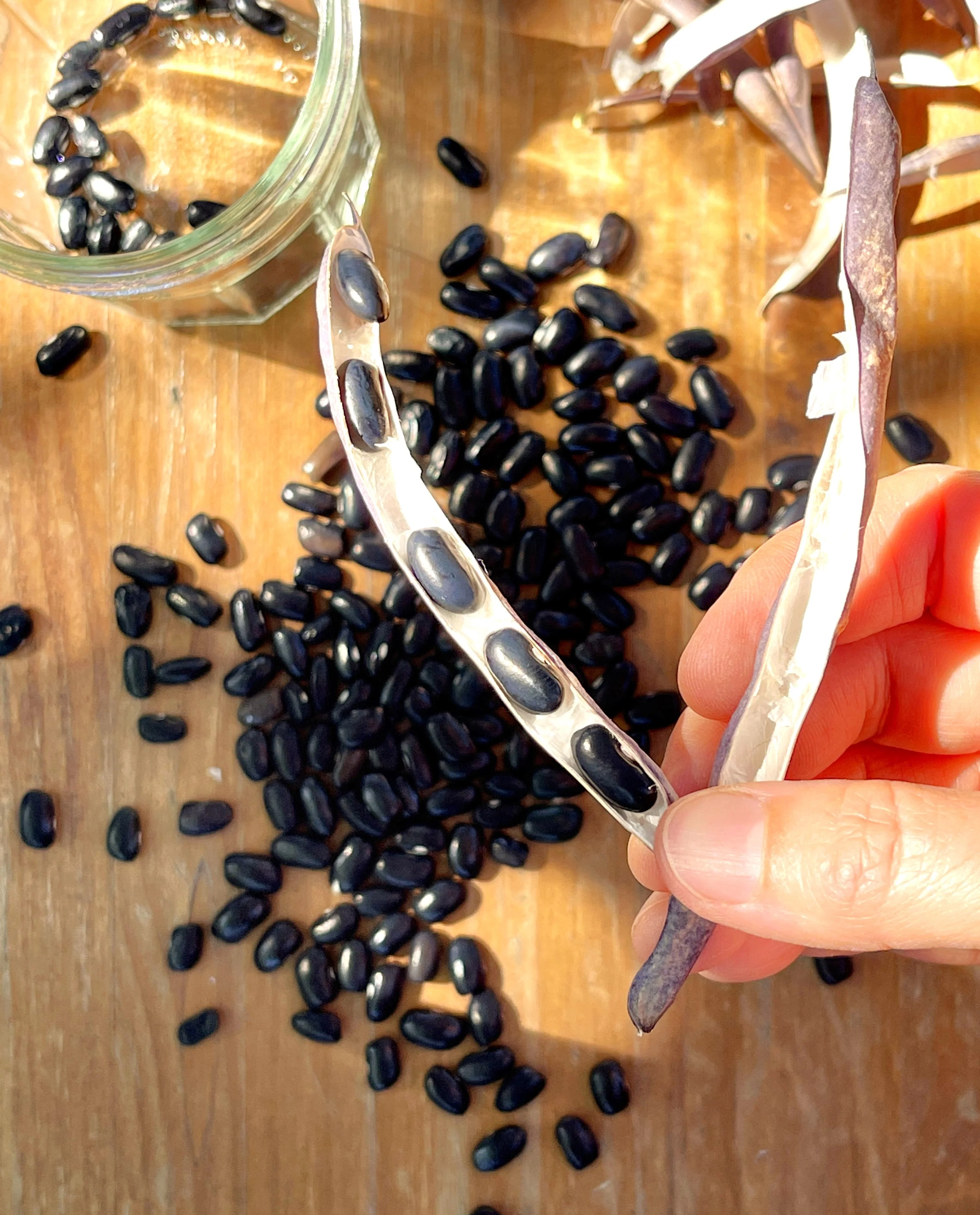 Black Turtle Bean (Black Bean) - Image 5