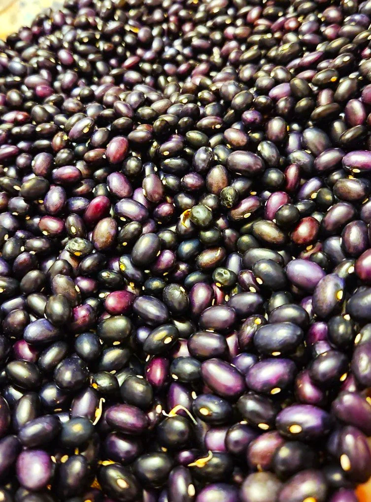 Black Turtle Bean (Black Bean) - Image 7