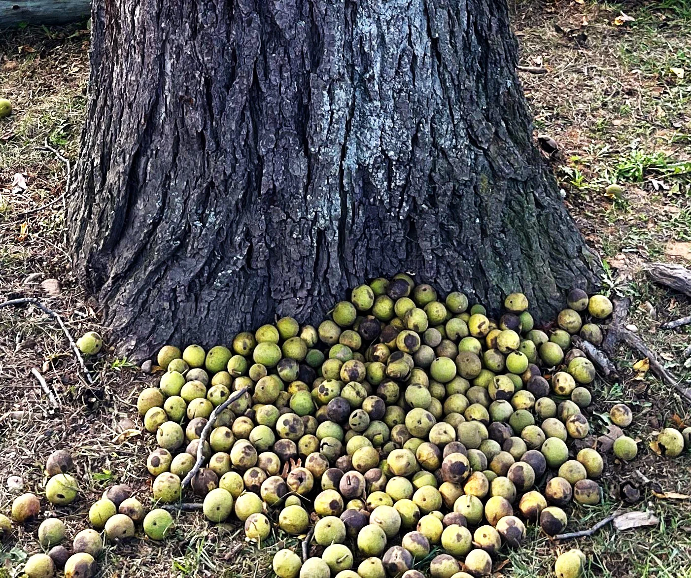 Black Walnut Tree - Image 3