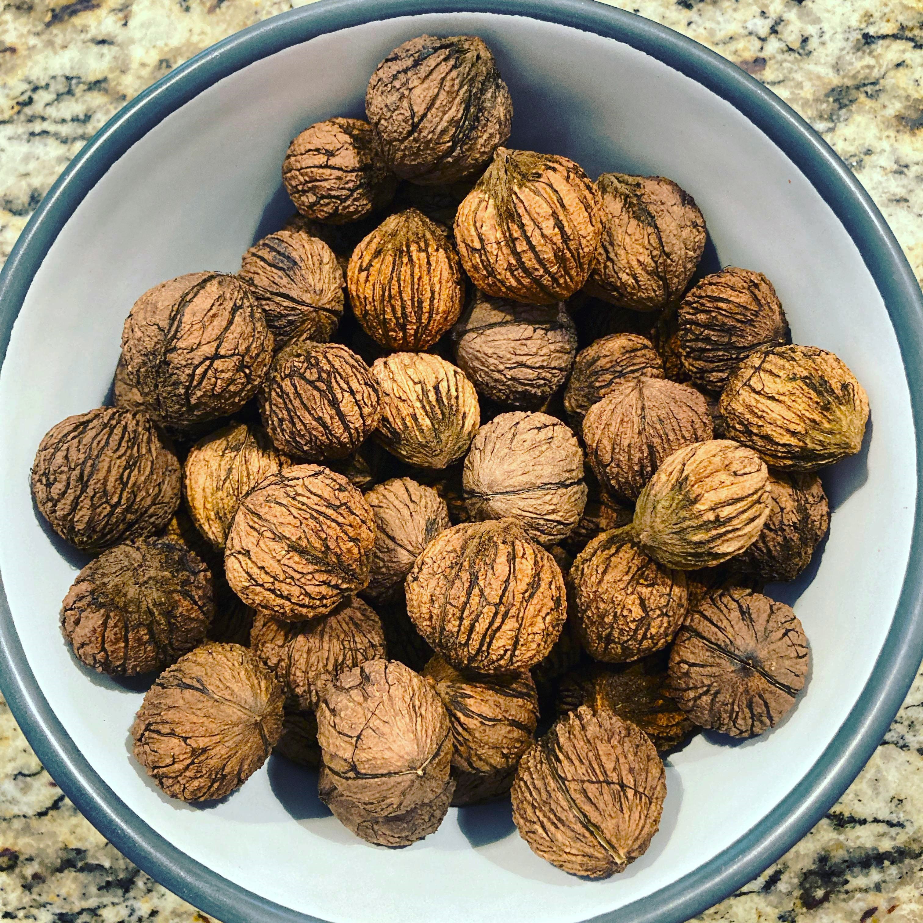 Black Walnut Tree - Image 4