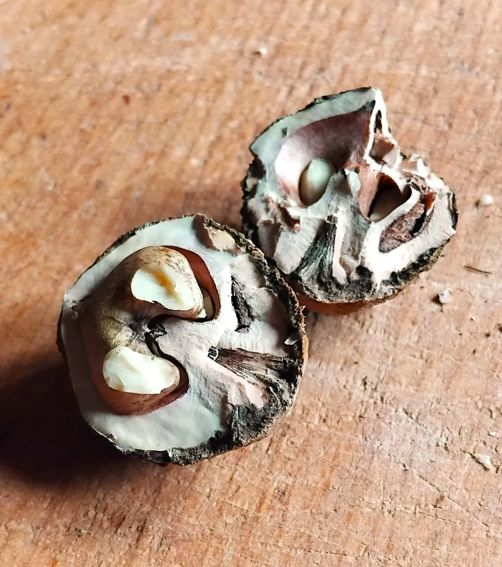 Black Walnut Tree - Image 5