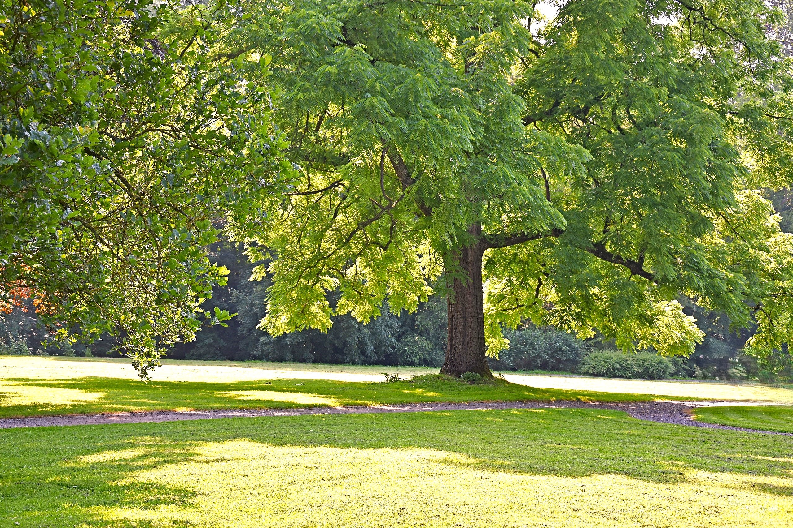 Black Walnut Tree - Image 6