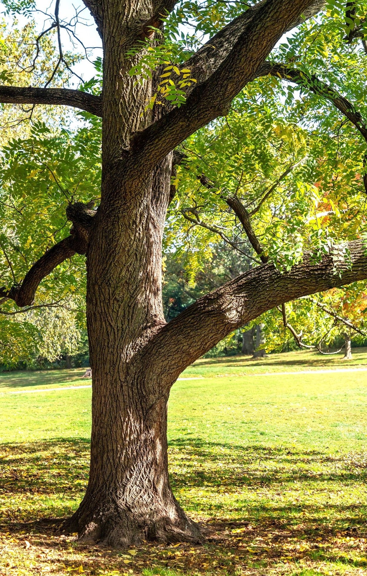 Black Walnut Tree - Image 7