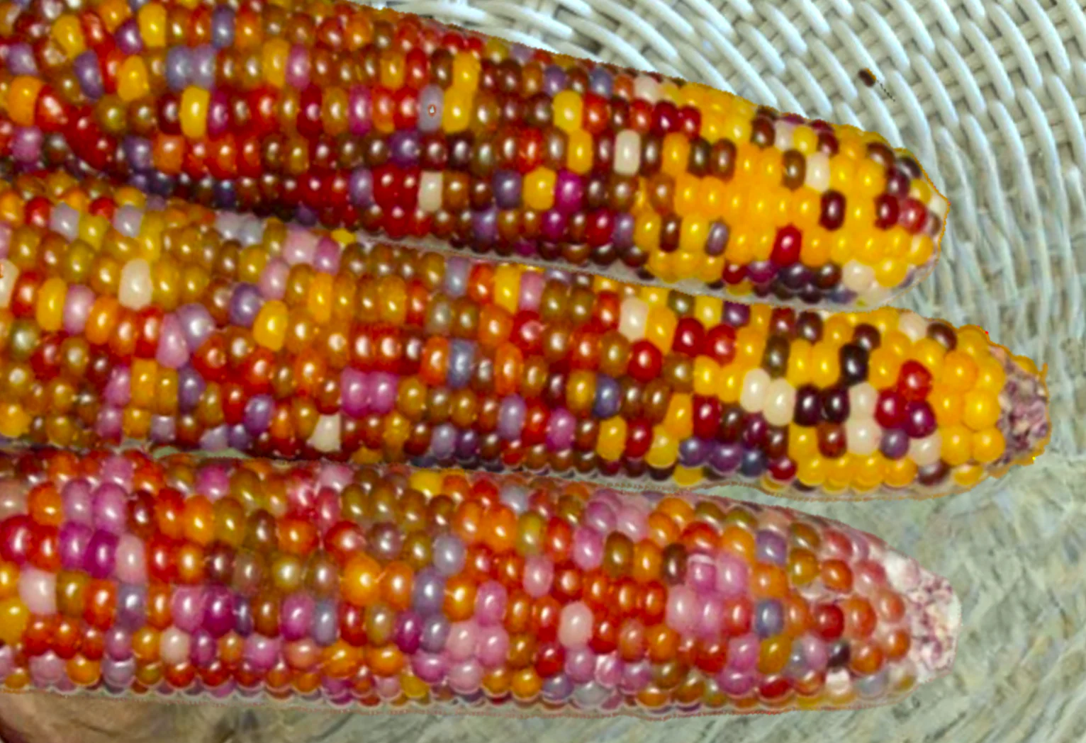 Blender Mini Ornamental Corn - Image 2