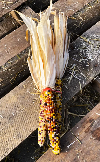 Blender Mini Ornamental Corn - Image 3