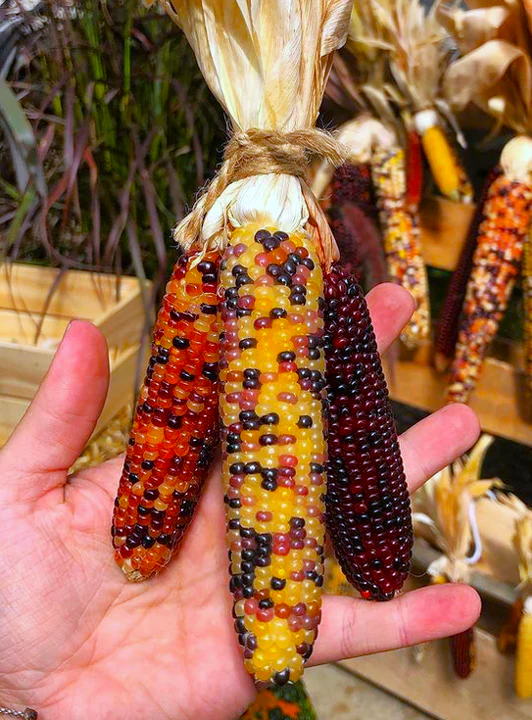 Blender Mini Ornamental Corn - Image 4