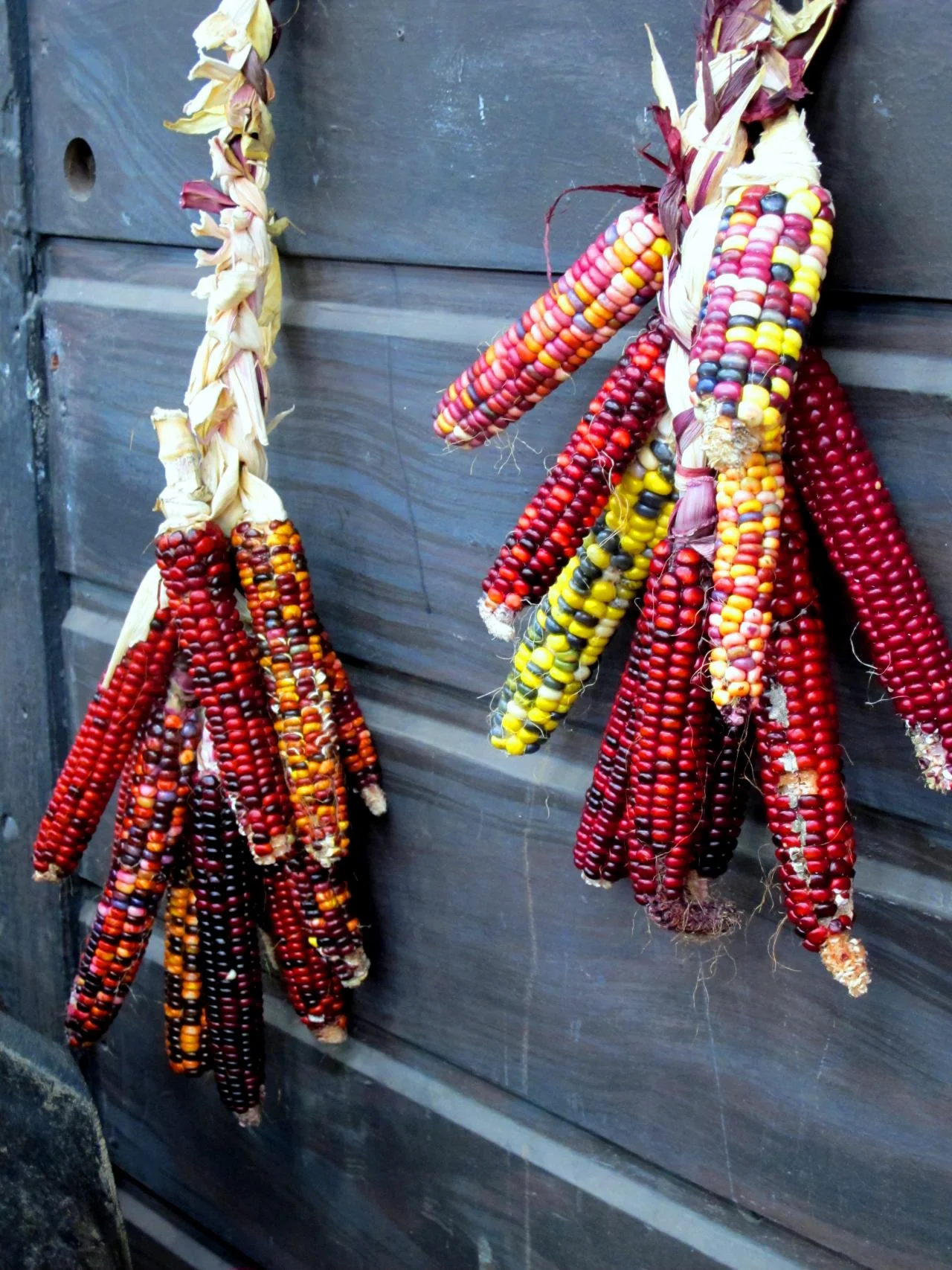 Bloody Butcher Red Ornamental Corn - Image 3