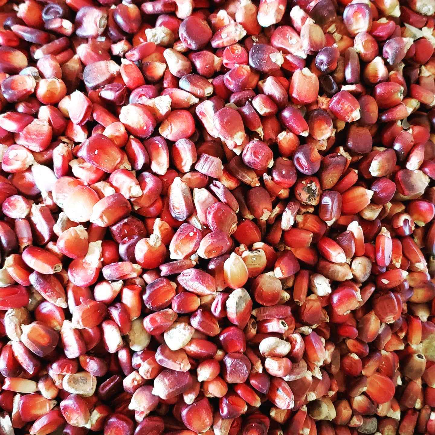 Bloody Butcher Red Ornamental Corn - Image 4