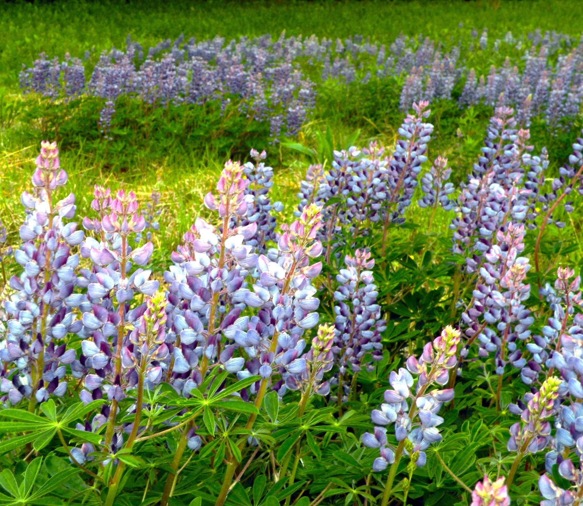 Blue Bonnet Perennial Lupine - Image 2