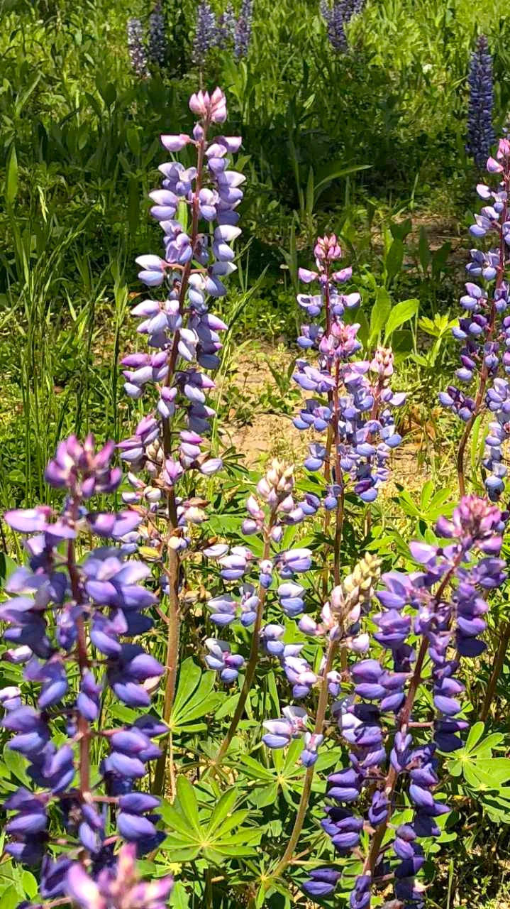Blue Bonnet Perennial Lupine - Image 3