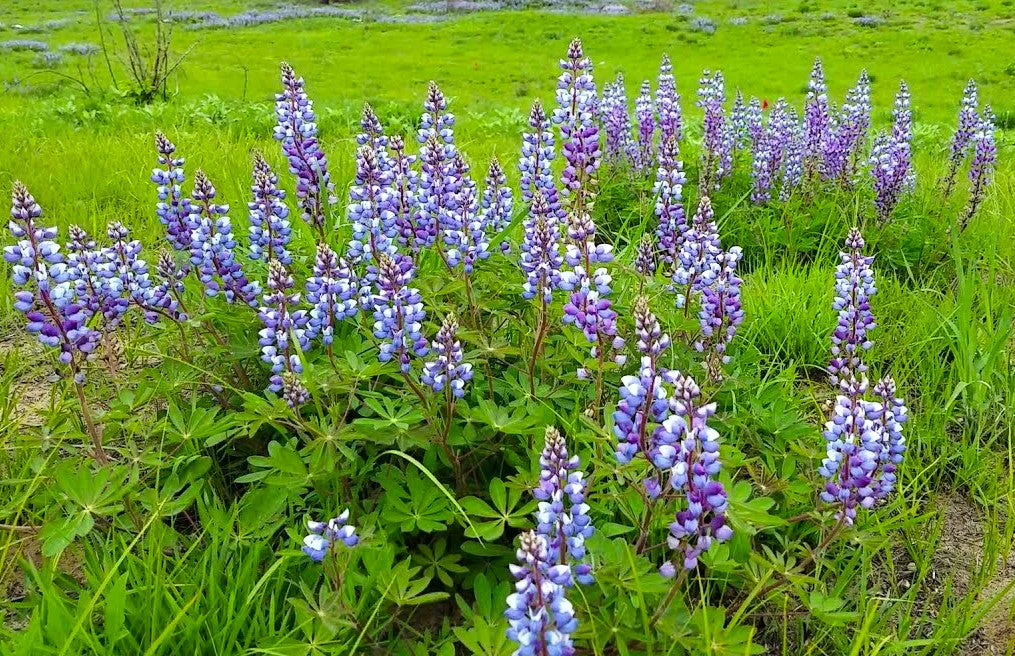 Blue Bonnet Perennial Lupine - Image 5