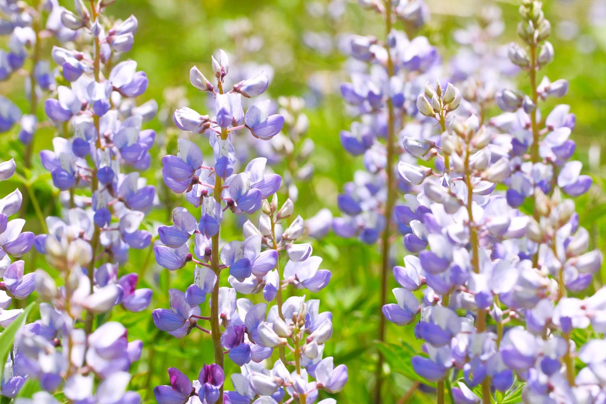 Blue Bonnet Perennial Lupine - Image 6