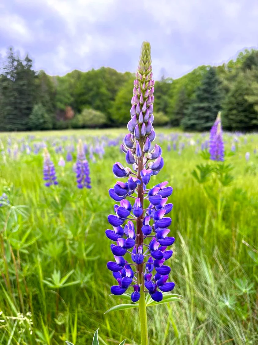 Blue Bonnet Perennial Lupine - Image 7
