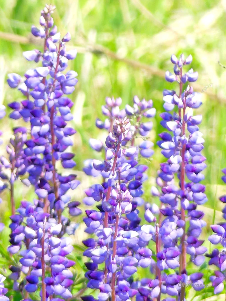 Blue Bonnet Perennial Lupine - Image 8