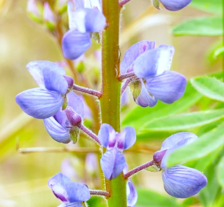 Blue Bonnet Perennial Lupine - Image 9