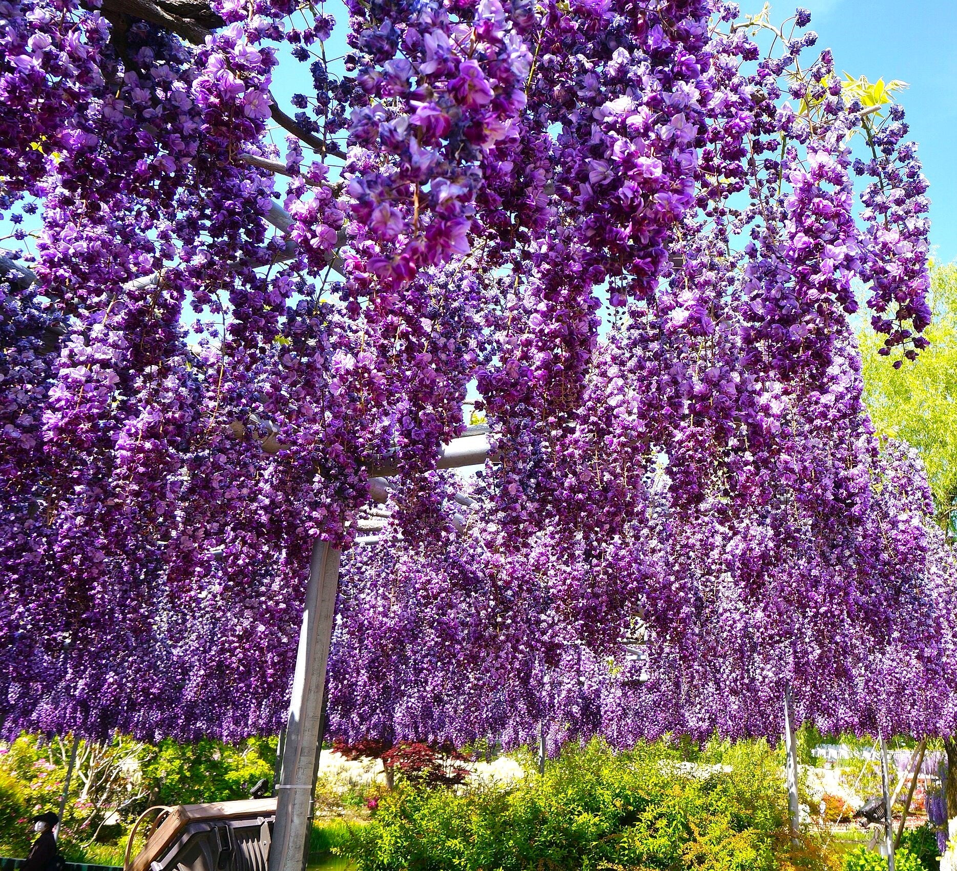 Blue Chinese Wisteria - Image 10