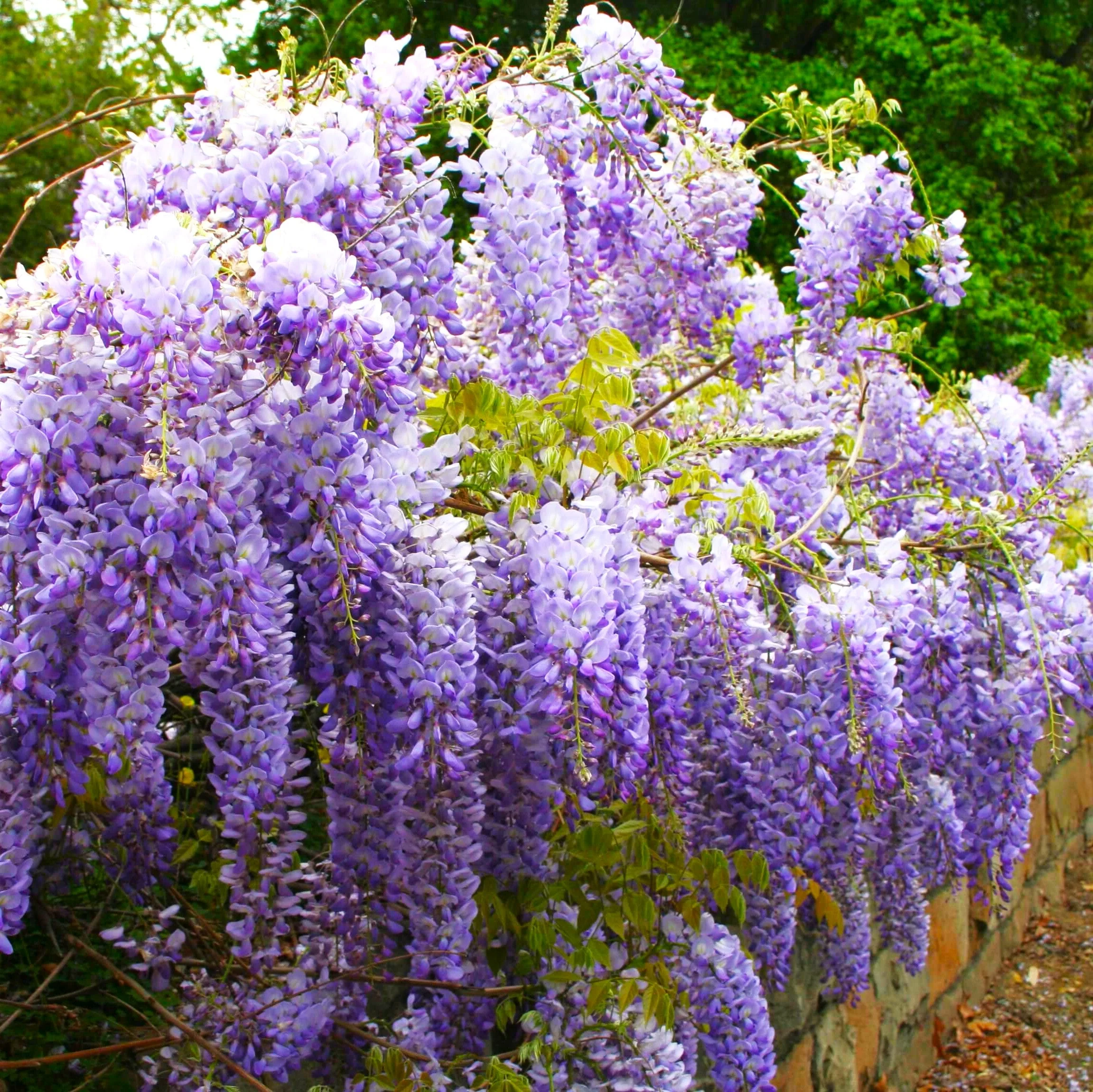 Blue Chinese Wisteria - Image 2