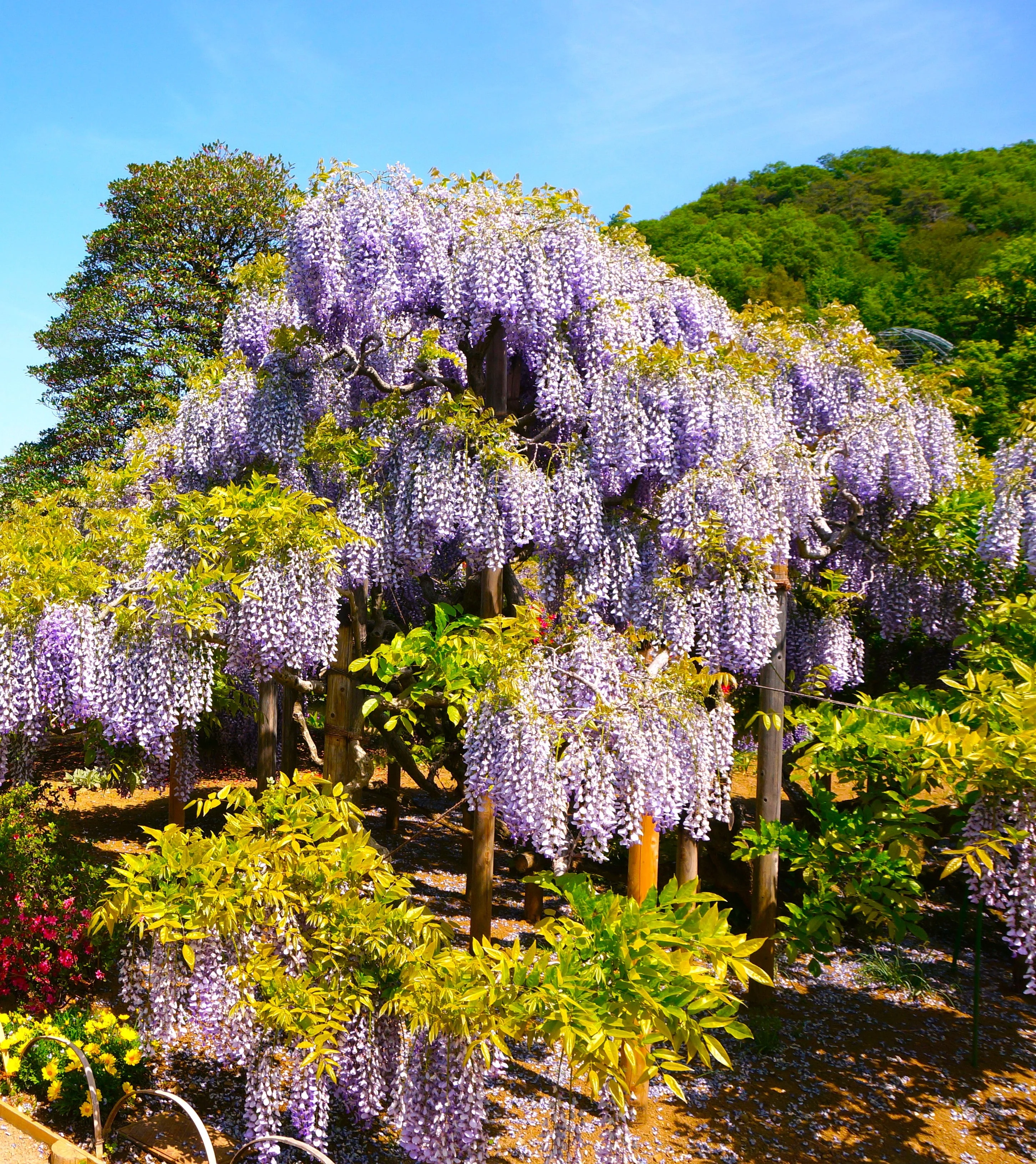 Blue Chinese Wisteria - Image 3