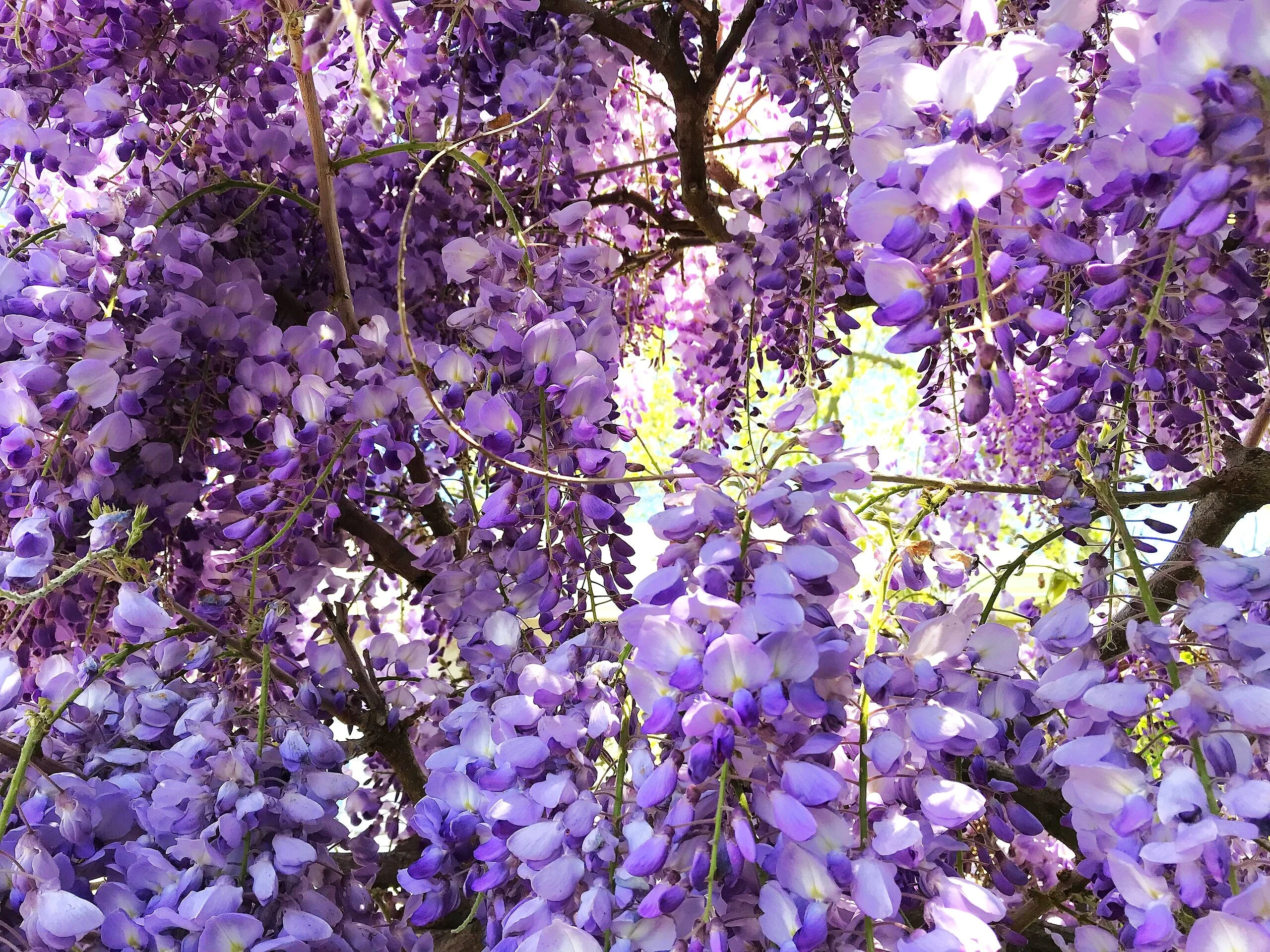 Blue Chinese Wisteria - Image 5
