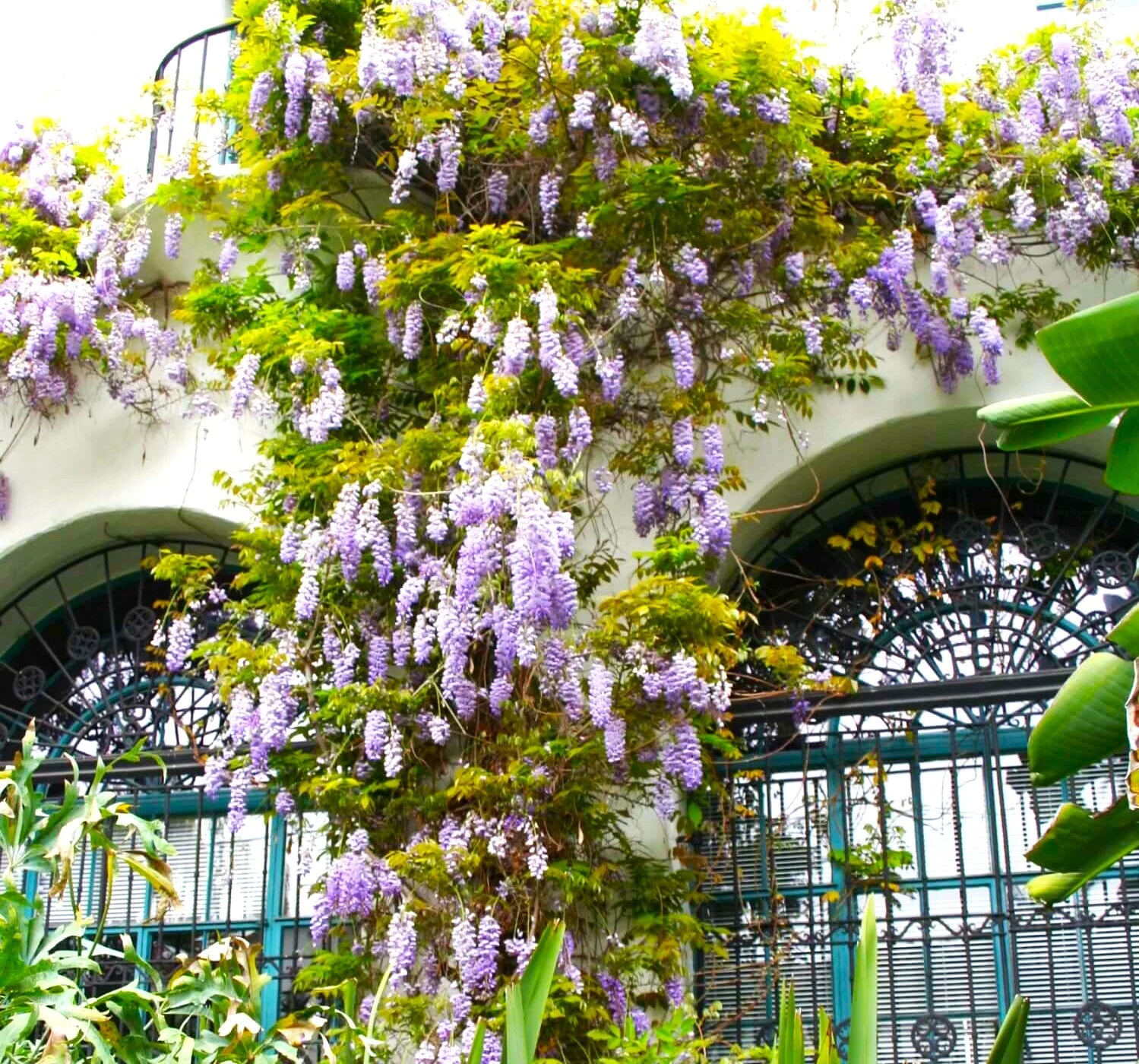 Blue Chinese Wisteria - Image 6
