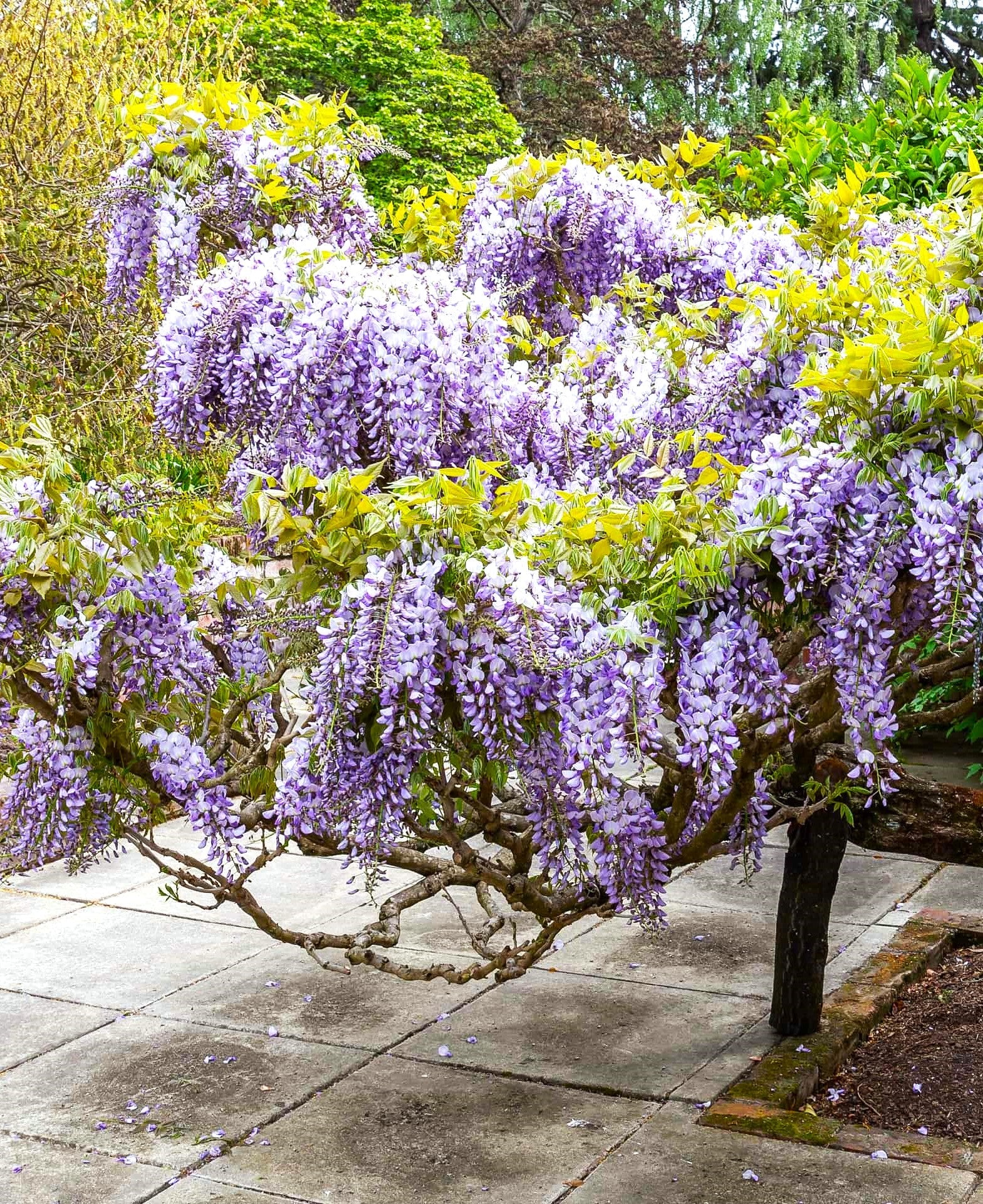 Blue Chinese Wisteria - Image 7